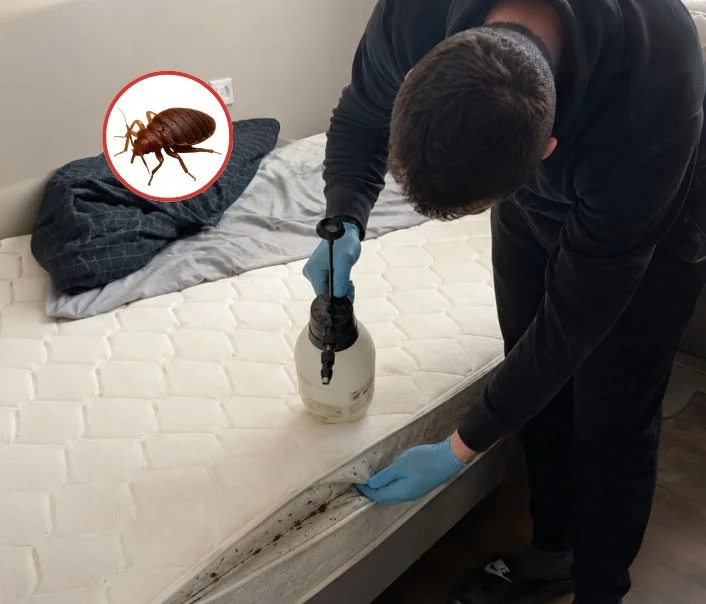 Technicien traitant un matelas contre les punaises de lit à Poissy